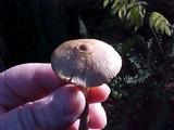 Inocybe rimosa image