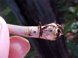 Inocybe rimosa image