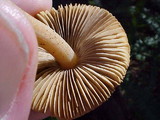 Inocybe rimosa image