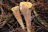 Clavariadelphus truncatus image