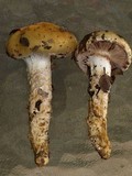 Cortinarius glutinosoarmillatus image