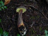 Boletellus mirabilis image