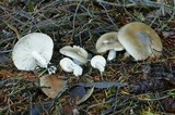 Hygrophorus agathosmus image