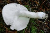 Hygrophorus agathosmus image