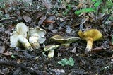 Cortinarius ponderosus image