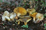 Cortinarius ponderosus image