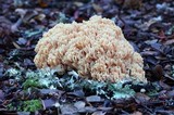 Ramaria formosa image