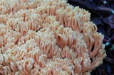 Ramaria formosa image