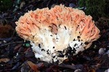 Ramaria formosa image