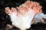 Ramaria formosa image