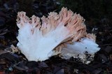 Ramaria formosa image