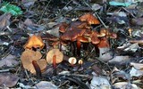 Phaeocollybia californica image