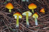 Hygrocybe acutoconica image
