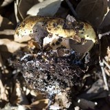 Cortinarius xanthodryophilus image