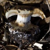 Cortinarius xanthodryophilus image