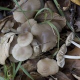 Marasmius albogriseus image