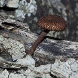 Inocybe hystrix image