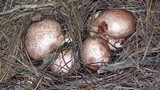Rhizopogon luteolus image