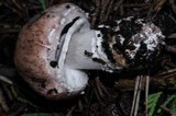 Agaricus brunneofibrillosus image