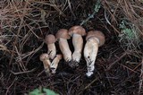 Tricholoma imbricatum image