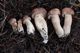 Tricholoma imbricatum image