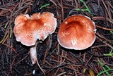 Lepiota subincarnata image