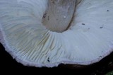Lepiota subincarnata image