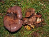 Gomphidius subroseus image