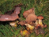 Gomphidius subroseus image