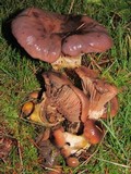 Gomphidius subroseus image