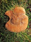 Suillus caerulescens image