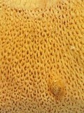 Suillus caerulescens image