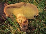 Suillus caerulescens image