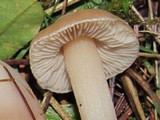 Inocybe albodisca image