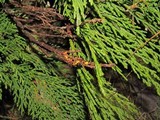 Pithya cupressina image