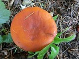 Lactarius luculentus image