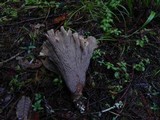 Gomphus clavatus image