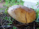 Suillus bellinii image