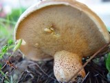 Suillus bellinii image