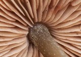 Entoloma hebes image