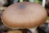 Entoloma hebes image