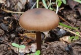 Entoloma hebes image