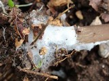 Entoloma hebes image
