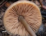 Entoloma hebes image