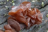 Exidia recisa image