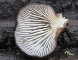 Hohenbuehelia grisea image