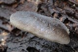 Hohenbuehelia grisea image