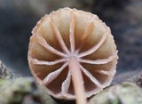 Mycena corticola image