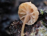 Mycena corticola image