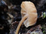 Mycena corticola image